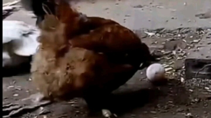 ตอนหนึ่งของ กิ่งที่สวยที่สุดของพี่ไก่