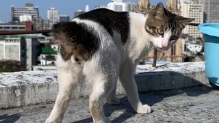 Suatu keharusan bagi pria tangguh! Peri Eevee yang super ganas! Angsuran kedua dari funism funism ad