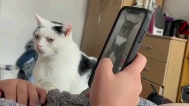 Kucing: Aku akui waktu itu aku memang cemburu～