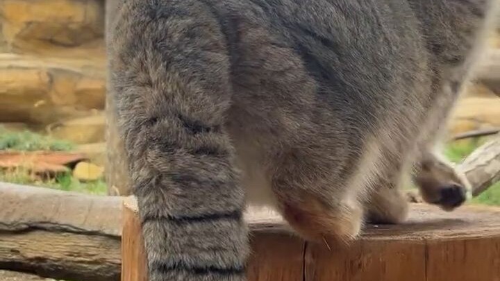 兔狲的尾巴有自己的想法