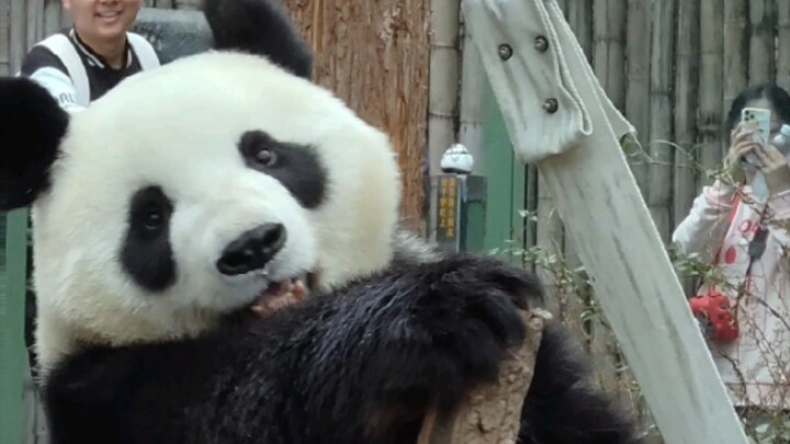 【Giant Panda Jiujiu】Jiujiu works overtime, radiating irresistible charm and sending the entire crowd