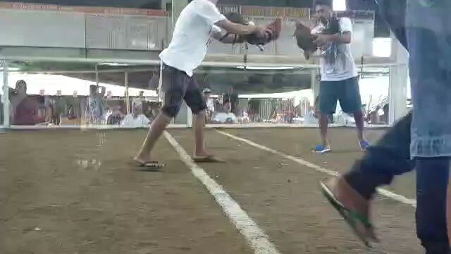 3cock derby score WWD #Bilibili