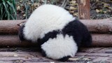 【大熊猫和花】脑袋太沉了，一不小心就倒栽葱