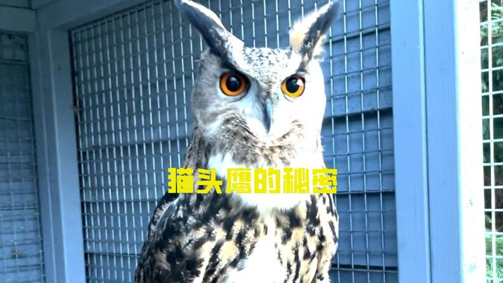 你知道猫头鹰的耳朵长什么样子？关于猫头鹰的哪些冷知识