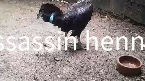 assassin hennie