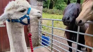 羊驼可爱是真的，爱吐口水也是真的！