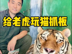 请问你家猫也是这么玩吗？