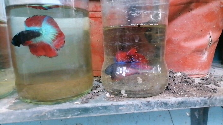 Betta fish