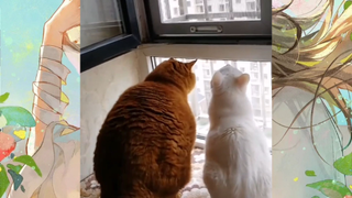 CUTE PET #น่ารัก&ตลก #5555+