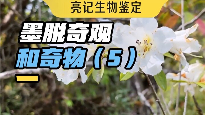 Keajaiban dan Benda Aneh yang Saya Lihat di Motuo Dua Tahun Lalu