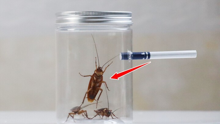 Thí nghiệm: Điều gì sẽ xảy ra nếu cho “Tiểu Cường” hút 20 điếu thuốc?