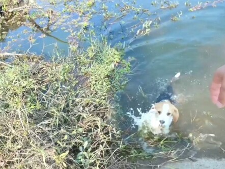 لم أصرخ، لكنني أشعر بالضجيج الشديد... هل هذا هو طبع البيجل؟