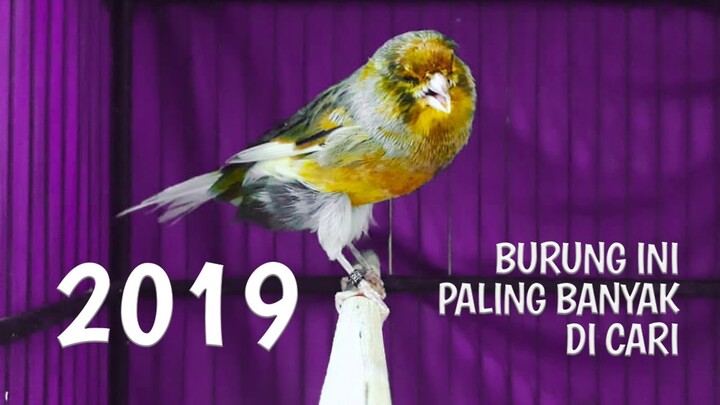 KENARI TERMAHAL DI DUNIA | Harga Kenari 2019