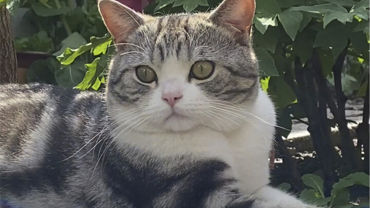 Hari ini saya akan mengenalkan seperti apa sosok fotografer kucing yang digemari oleh puluhan juta o