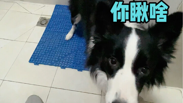 Con chó đang tranh nhà vệ sinh với tôi hay là tôi đang tranh nhà vệ sinh với nó…?