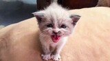 Funny Cats and Kittens Meowing Compilation | Super Cats