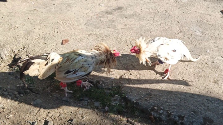 Leiper Grey x White Kelso VS White Kelso spar