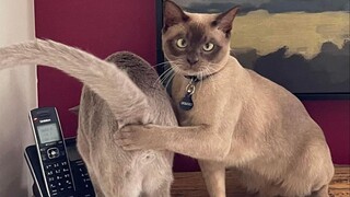 Foreign Interesting Video Collection & Animal Behavior Confusion #96