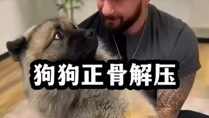 狗狗正骨瞬间的表情！超解压