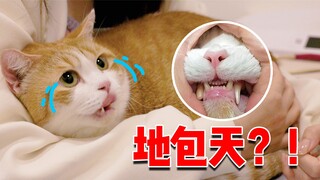 Got scammed?! The short-legged orange cat that became a viral sensation turned out to have an overbi