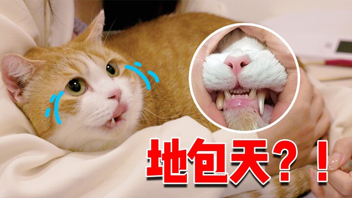 Tertipu?! Kucing oranye berkaki pendek yang jadi viral ternyata punya gigitan yang dalam!