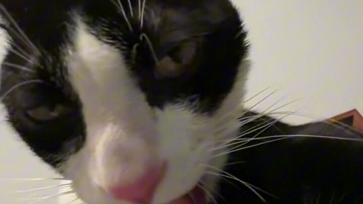 วิธีอาบน้ำให้แมวน้อยอย่างถูกต้องก่อนปีใหม่!