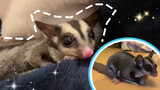 Are you serious about getting a sugar glider?
