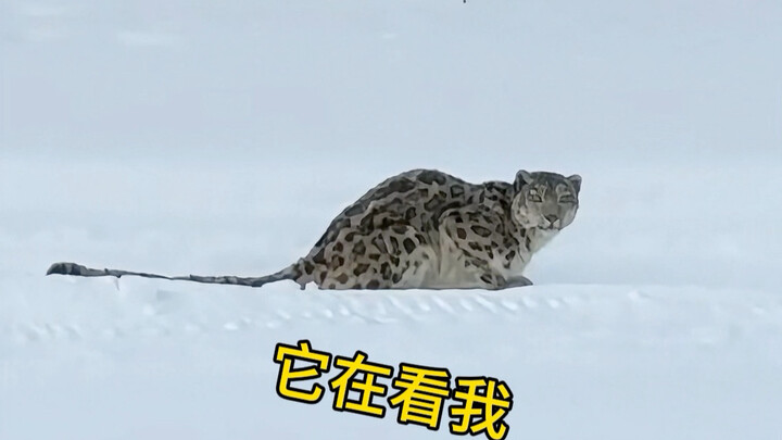 Snow Leopard Attacks a Human! Shattering Stereotypes!!