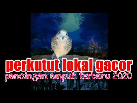 perkutut lokal manggung malam suara lantang