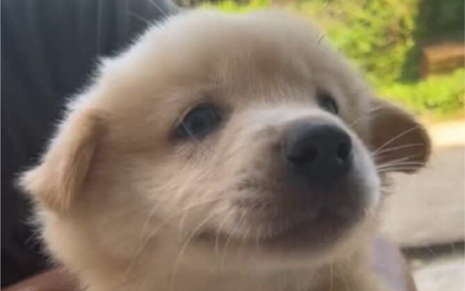 At first glance, it looks like our puppy from Guangxi