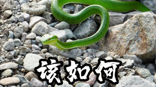 What should you do if you encounter a bamboo pit viper in the wild?