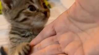 Nó nhỏ vậy mà lại coi bàn tay tôi như tổ mèo con rồi.