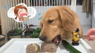 Thú cưng dễ thương | Chó Golden Retriever mukbang