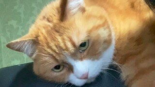 ما مدى "ثراء الحديث" لدى القط البرتقالي الثرثار شياو مي؟