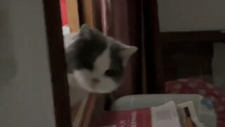 原来这才是躲猫猫