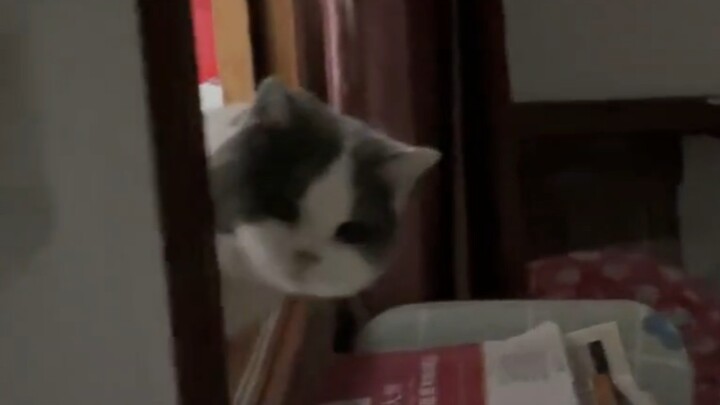 إذن هذا هو حقيقة لعبة الغميضة