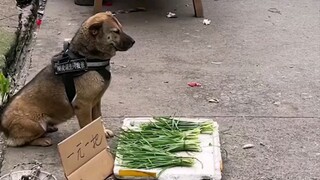 A puppy who is smarter than humans not only helps his owner buy a car, but also does business!