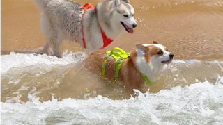 สุนัข SUV กับสุนัขรถสปอร์ตแตกต่างกันจริงๆ