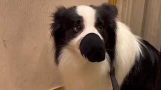 狗：爸爸我们为什么要跑 爸：为了你的狗命# 文明养..