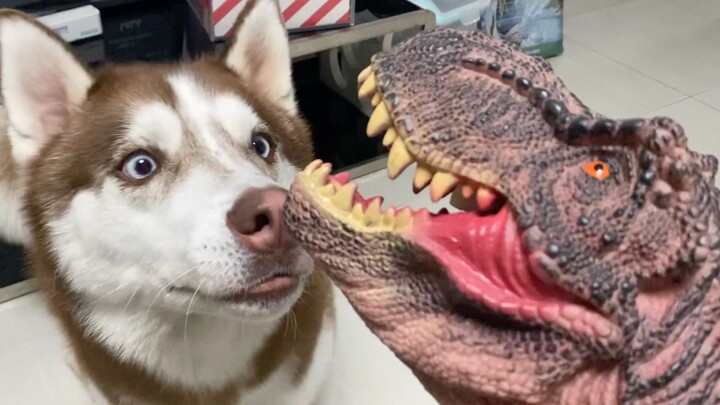Put a piece of meat in the "dinosaur's" mouth—Pitbull vs. Border Collie, who dares to eat it?