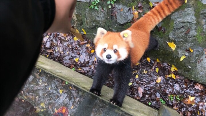 (รวมสัตว์โลก) ล่อแร็กคูนสีส้มกลับบ้านด้วยใบไม้