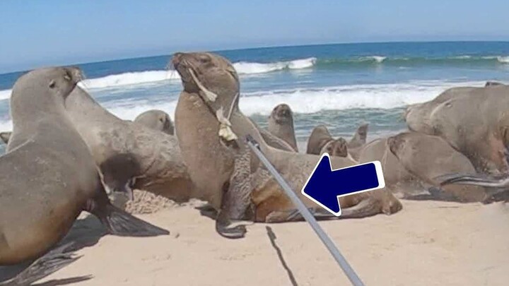 Newest rescue tool! Using a grappling hook to free a sea lion tangled in fishing line [Namibian Mari