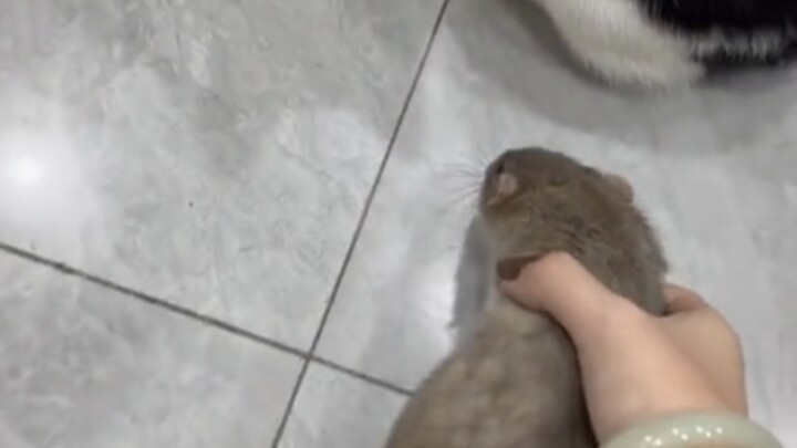 This cat is useless. The mice are almost scaring it to death!