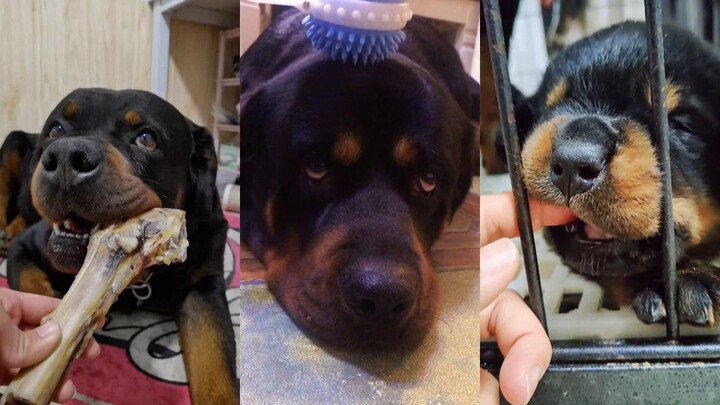 Heart-warming! Fierce dog acting cute!