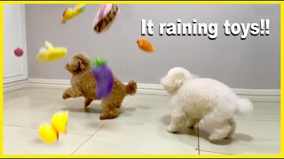 PLAYING FETCH WITH MY TOY POODLES | How to keep your dogs busy | The Poodle Mom