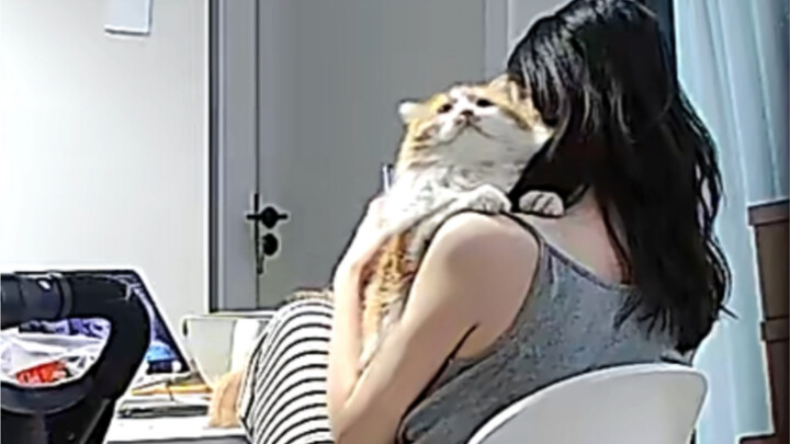 แมวเหมียวบังคับให้รัก
