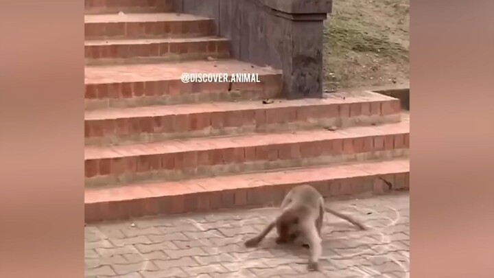 Funny Animals Videos