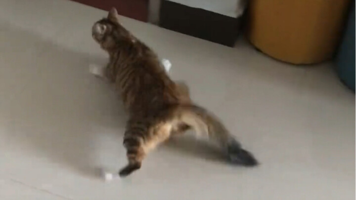 แมวเหมียว: ฉันไม่อยากเป็นเพื่อนบ้านกับลิง