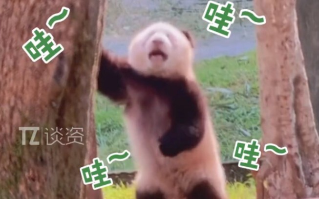 So this is what it looks like when a panda is sad.