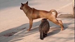 Gouzi: Có gợi cảm không?